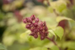 Rubus phoenicolasius - 3 Ltr pot - image 2