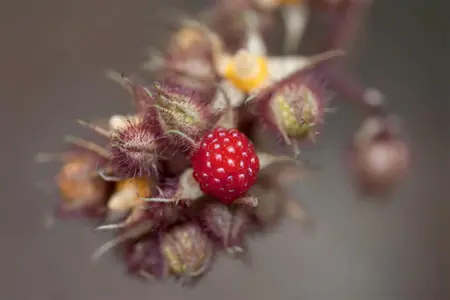 Rubus phoenicolasius - 2 Ltr, single cane - image 5