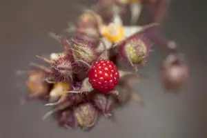 Rubus phoenicolasius - 2 Ltr, single cane - image 5
