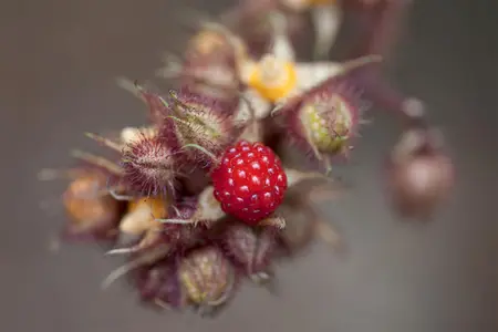 Rubus phoenicolasius - P9 + cane - image 4