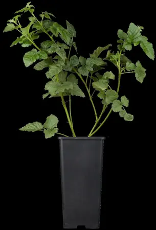 Rubus 'Tayberry' - 2 Ltr, single cane - image 2