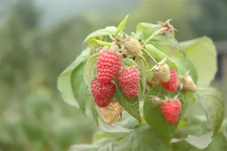 Rubus 'Tayberry' - C2, single cane (60 cm) - image 4