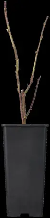 Rubus 'Tayberry' - C2, single cane (60 cm) - image 3