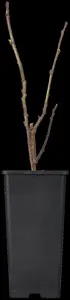 Rubus 'Tayberry' - C2, single cane (60 cm) - image 3