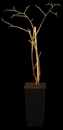 Rubus 'Tayberry' - 2 Ltr, single cane - image 1