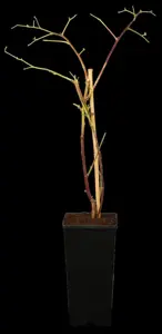 Rubus 'Tayberry' - 2 Ltr, single cane - image 1