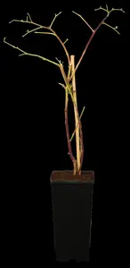 Rubus 'Tayberry' - 1.5 Ltr pot - image 1