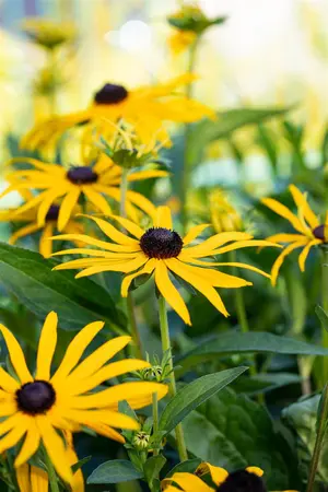 Rudbeckia f. 'Forever Gold'? - P9 - image 3