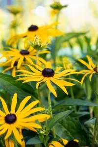 Rudbeckia f. 'Forever Gold'? - P9 - image 3