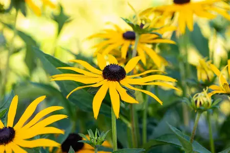 Rudbeckia f. 'Forever Gold'? - P9 - image 1