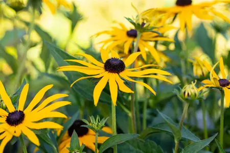 Rudbeckia f. 'Forever Gold'? - P9 - image 2