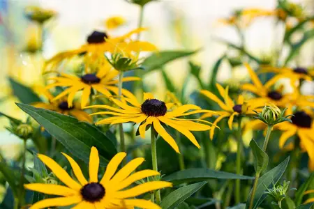 Rudbeckia f. 'Forever Gold'? - P9 - image 4