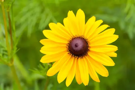 Rudbeckia f. 'Goldschirm' - 2 Ltr pot - image 3