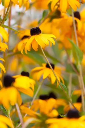 Rudbeckia f. 'Goldsturm' - 2 Ltr pot - image 2