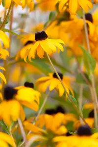 Rudbeckia f. 'Goldsturm' - 2 Ltr pot - image 2