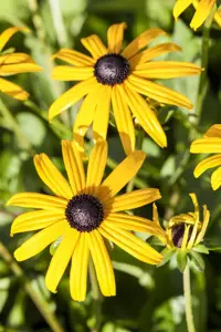 Rudbeckia f. 'Goldsturm' - 2 Ltr pot - image 4