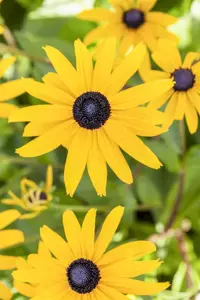 Rudbeckia f. 'Goldsturm' - 2 Ltr pot - image 5