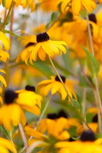 Rudbeckia f. 'Goldsturm' - 1.5 Ltr pot - image 2