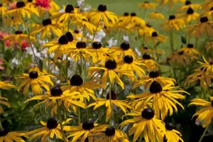 Rudbeckia f. 'Goldsturm'