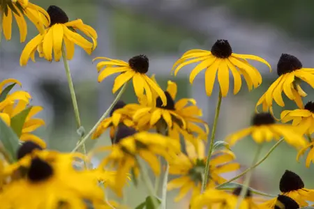 Rudbeckia f. 'Goldsturm' - 2 Ltr pot - image 3