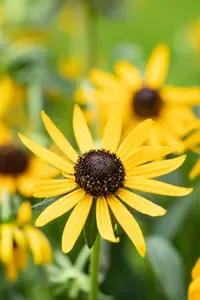 Rudbeckia ful. 'Little Goldstar' - 2 Ltr pot - image 3