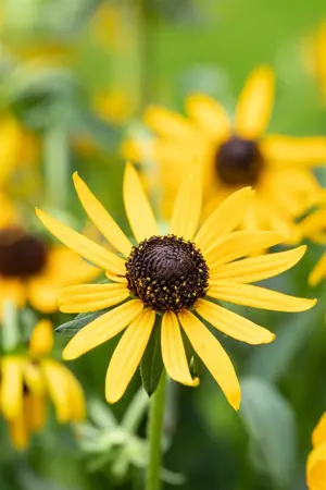 Rudbeckia ful. 'Little Goldstar' - 2 Ltr pot - image 4