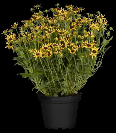 Rudbeckia ful. 'Little Goldstar' - 2 Ltr pot - image 2