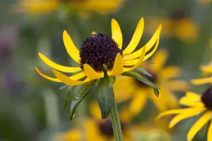 Rudbeckia ful. 'Little Goldstar'