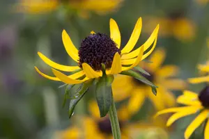 Rudbeckia ful. 'Little Goldstar' - 1.5 Ltr pot - image 1