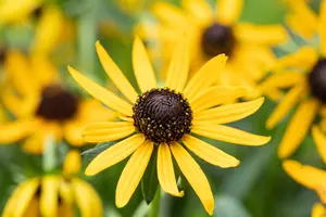 Rudbeckia ful. 'Little Goldstar' - 1.5 Ltr pot - image 5