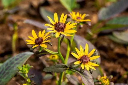 Rudbeckia ful. 'Little Goldstar' - P11 - image 5