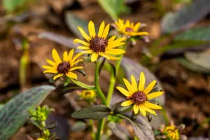 Rudbeckia ful. 'Little Goldstar' - P11 - image 5
