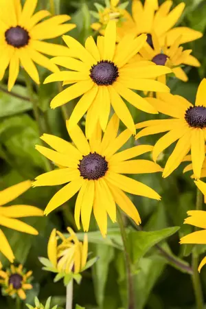 Rudbeckia fulgida 'American Gold Rush' - P9 - image 3