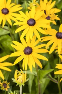 Rudbeckia fulgida 'American Gold Rush' - P9 - image 3