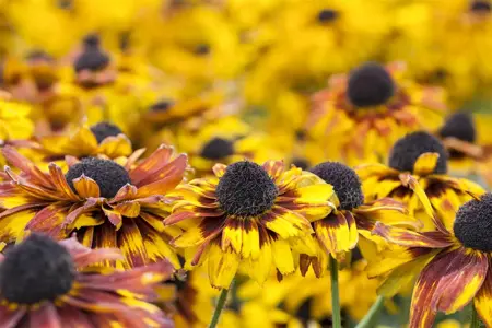 Rudbeckia fulgida 'American Gold Rush' - P9 - image 1