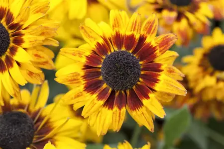 Rudbeckia fulgida 'American Gold Rush' - P9 - image 2