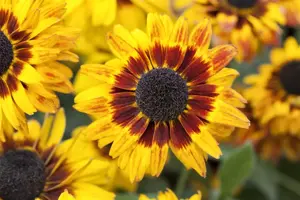 Rudbeckia fulgida 'American Gold Rush' - P9 - image 2