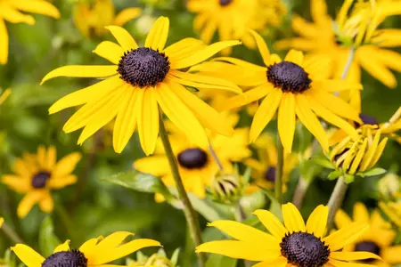Rudbeckia fulgida 'American Gold Rush' - P9 - image 4
