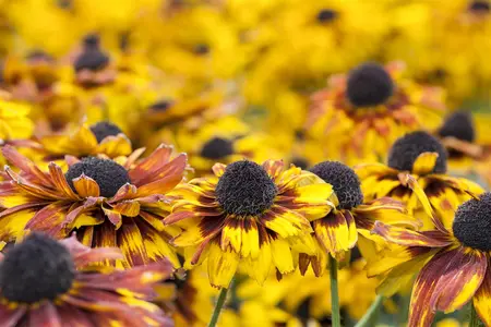 Rudbeckia fulgida 'American Gold Rush' - P11 - image 1
