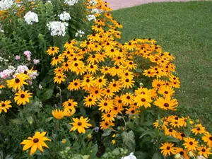 Rudbeckia fulgida 'American Gold Rush' - P9 - image 5