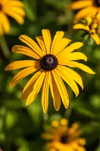 Rudbeckia fulgida deamii