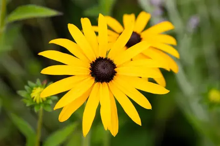 Rudbeckia fulgida deamii - 2 Ltr pot - image 2