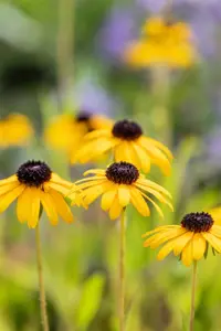 Rudbeckia fulgida speciosa - P9 - image 2