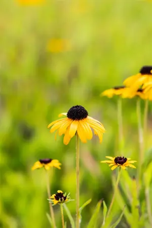 Rudbeckia fulgida speciosa - P9 - image 1