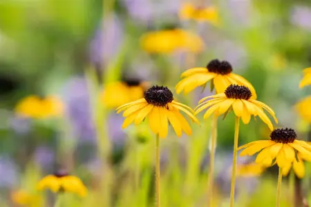 Rudbeckia fulgida speciosa - P9 - image 3