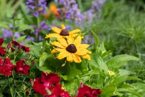 RUDBECKIA HAPPY SMILEY 3L - image 1