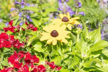 RUDBECKIA HAPPY SMILEY 3L - image 2