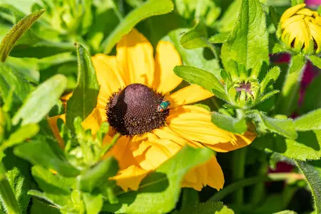 RUDBECKIA HAPPY SMILEY 3L - image 3