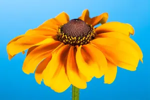 Rudbeckia hirta 'Littlebeckia Ballerina' - 3 Ltr pot - image 5