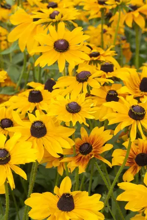 Rudbeckia hirta 'Littlebeckia Pirouette' - 3 Ltr pot - image 5